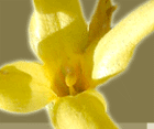Forsythia Festival logo